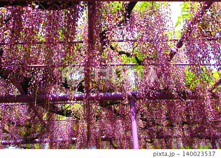 藤棚に咲いている満開のフジの花の風景(2026年撮影) 藤棚に咲いている満開のフジの花の風景(2026年撮影) 140023537