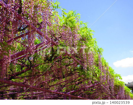 藤棚に咲いている満開のフジの花の風景(2026年撮影) 藤棚に咲いている満開のフジの花の風景(2026年撮影) 140023539