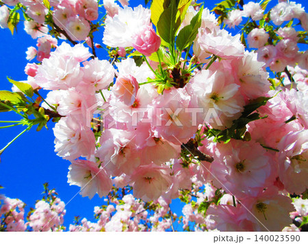 都立舎人公園(東京都足立区)のピンク色の八重桜の花の満開の風景(2026年撮影) 都立舎人公園(東京都足立区)のピンク色の八重桜の花の満開の風景(2026年撮影) 140023590