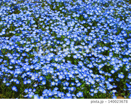 ネモフィラ・インシグニズブルーの花の風景（都立舎人公園・東京都足立区） 140023678