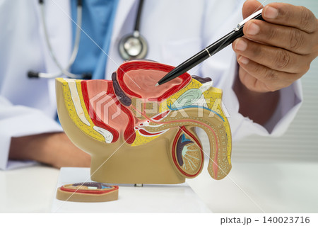 Male reproductive system, Asian doctor holding human anatomy model for study diagnosis and treatment in hospital. Male reproductive system, Asian doctor holding human anatomy model for study diagnosis and treatment in hospital. 140023716
