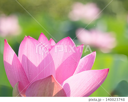 美しい蓮の花 140023748