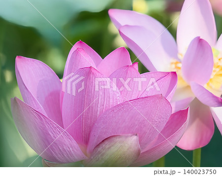 ピンクの蓮の花 140023750
