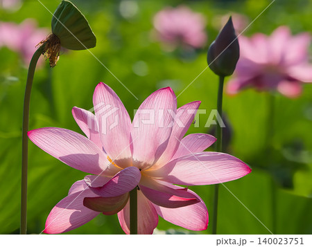 日に透けるハスの花 日に透けるハスの花 140023751