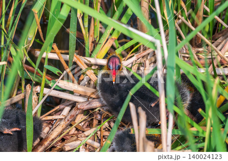 Eurasian Coot with Chicks in nest. Eurasian coot, Fulica atra Eurasian Coot with Chicks in nest. Eurasian coot, Fulica atra 140024123
