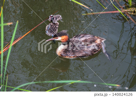 The waterfowl bird, great crested grebe with chick, swimming in the lake. The waterfowl bird, great crested grebe with chick, swimming in the lake. 140024126