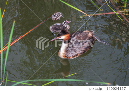 The waterfowl bird, great crested grebe with chick, swimming in the lake. The waterfowl bird, great crested grebe with chick, swimming in the lake. 140024127