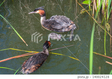 An adult great crested grebe feeds its chick with fish on a summer evening. An adult great crested grebe feeds its chick with fish on a summer evening. 140024128
