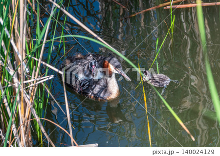The water bird Great crested Grebe, Podiceps cristatus, swimming in the lake, and its cute babies riding on its back The water bird Great crested Grebe, Podiceps cristatus, swimming in the lake, and its cute babies riding on its back 140024129