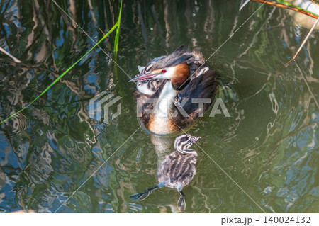 The water bird Great crested Grebe, Podiceps cristatus, swimming in the lake, and its cute babies riding on its back 140024132