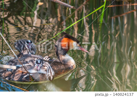 The water bird Great crested Grebe, Podiceps cristatus, swimming in the lake, and its cute babies riding on its back The water bird Great crested Grebe, Podiceps cristatus, swimming in the lake, and its cute babies riding on its back 140024137