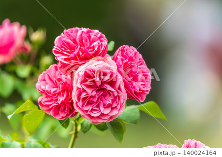 Close-up of a pink rose on green background Close-up of a pink rose on green background 140024164