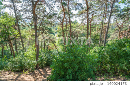 Sunlit pine forest with tall straight tree trunks and scattered undergrowth. Outdoor forest photography. Sunlit pine forest with tall straight tree trunks and scattered undergrowth. Outdoor forest photography. 140024178