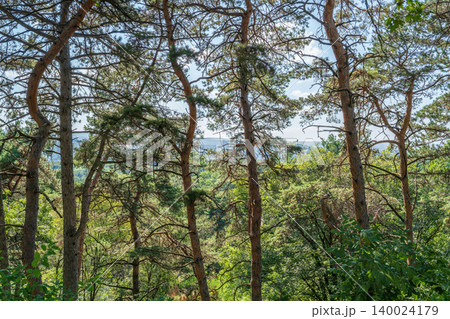 Sunlit pine forest with tall straight tree trunks and scattered undergrowth. Outdoor forest photography. Sunlit pine forest with tall straight tree trunks and scattered undergrowth. Outdoor forest photography. 140024179