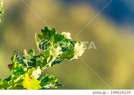 Oak branches with green and yellow leaves in autumn park. 140024220