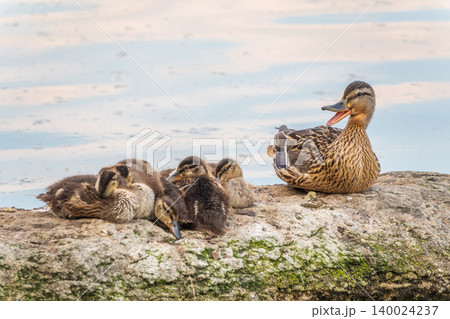 Adult duck with many ducklings sits on green shore of pond Adult duck with many ducklings sits on green shore of pond 140024237