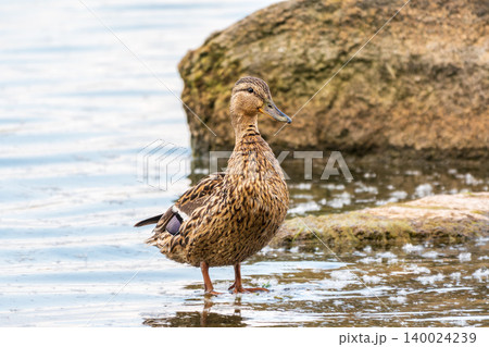 A duck female stands on its paws on the green shore of a pond. 140024239