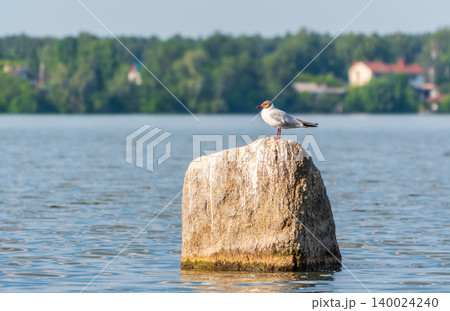 Black-headed gull, lat. Chroicocephalus ridibundus, sits on the river shore Black-headed gull, lat. Chroicocephalus ridibundus, sits on the river shore 140024240