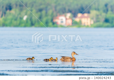 A family of ducks, a duck and its little ducklings are swimming in the water. The duck takes care of its newborn ducklings. Mallard, lat. Anas platyrhynchos 140024243
