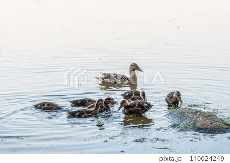A family of ducks, a duck and its little ducklings are swimming in the water. The duck takes care of its newborn ducklings. Mallard, lat. Anas platyrhynchos 140024249