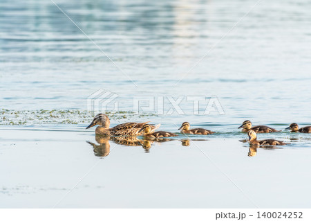A family of ducks, a duck and its little ducklings are swimming in the water. The duck takes care of its newborn ducklings. Mallard, lat. Anas platyrhynchos 140024252