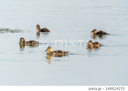 A family of ducks, a duck and its little ducklings are swimming in the water. The duck takes care of its newborn ducklings. Mallard, lat. Anas platyrhynchos 140024253