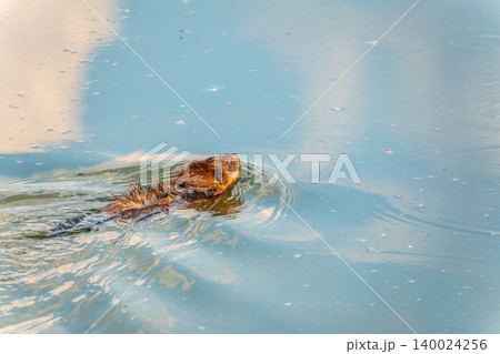 Muskrat, Ondatra zibethicuseats swiming at the surface of the lake water. 140024256