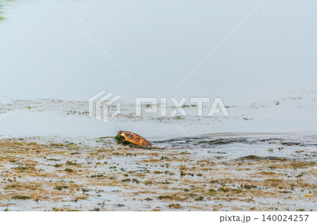 Muskrat, Ondatra zibethicuseats swiming at the surface of the lake water. 140024257