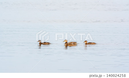 A family of ducks, a duck and its little ducklings are swimming in the water. The duck takes care of its newborn ducklings. Mallard, lat. Anas platyrhynchos 140024258
