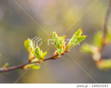 Green bushes with young leaves in the sunset Green bushes with young leaves in the sunset 140024263