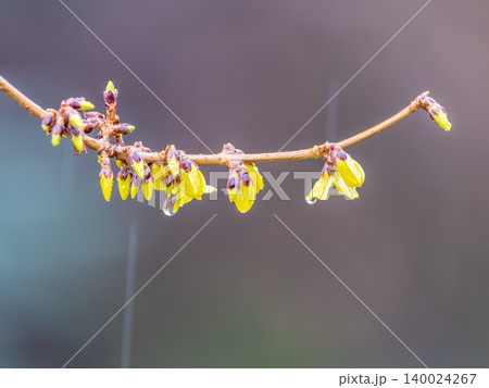 Forsythia with rain drops. Blooming forsythia bush. Yellow flower on a branch of forsythia. Forsythia with rain drops. Blooming forsythia bush. Yellow flower on a branch of forsythia. 140024267