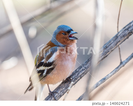 Common chaffinch, Fringilla coelebs, sits on a tree. Common chaffinch in wildlife. Common chaffinch, Fringilla coelebs, sits on a tree. Common chaffinch in wildlife. 140024271
