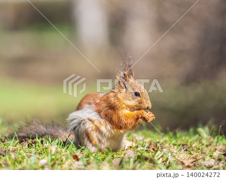 Squirrel in autumn or spring with nut on the green grass with fallen yellow leaves 140024272