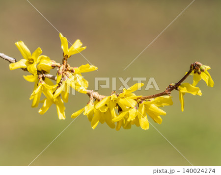Forsythia. Blooming forsythia bush. Yellow flower on a branch of forsythia. Forsythia. Blooming forsythia bush. Yellow flower on a branch of forsythia. 140024274