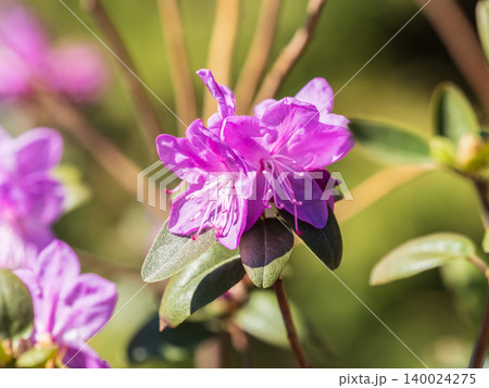 Pink flowers of Siberian rhododendron copy space. Rhododendron dauricum. Spring flowering of Altai rhododendron. Pink flowers of Siberian rhododendron copy space. Rhododendron dauricum. Spring flowering of Altai rhododendron. 140024275