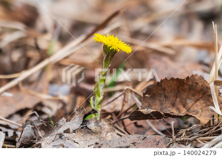 The spring primroses. The bright yellow flowers of coltsfoot in the sunshine. 140024279