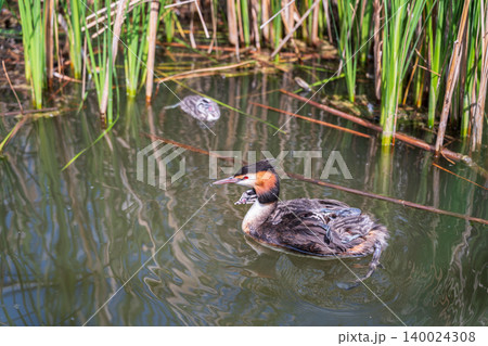 The water bird Great crested Grebe, Podiceps cristatus, swimming in the lake, and its cute babies riding on its back The water bird Great crested Grebe, Podiceps cristatus, swimming in the lake, and its cute babies riding on its back 140024308