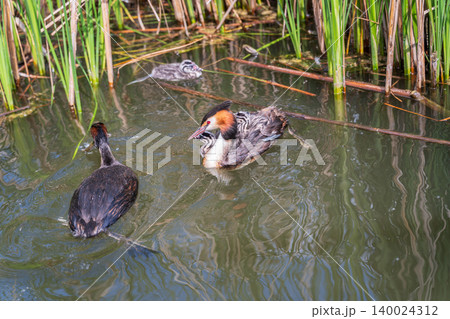 An adult great crested grebe feeds its chick with fish on a summer evening. An adult great crested grebe feeds its chick with fish on a summer evening. 140024312