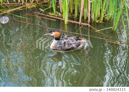 The water bird Great crested Grebe, Podiceps cristatus, swimming in the lake, and its cute babies riding on its back The water bird Great crested Grebe, Podiceps cristatus, swimming in the lake, and its cute babies riding on its back 140024315