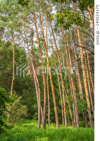 Sunlit pine forest with tall straight tree trunks and scattered undergrowth. Outdoor forest photography. Sunlit pine forest with tall straight tree trunks and scattered undergrowth. Outdoor forest photography. 140024370