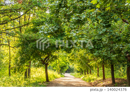 Evening atmosphere on the route full of Trees and red and green leaves Evening atmosphere on the route full of Trees and red and green leaves 140024376