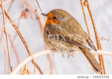 Cute bird the European Robin, Erithacus rubecula. sitting on the tree branch in winter. Cute bird the European Robin, Erithacus rubecula. sitting on the tree branch in winter. 140024398