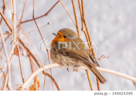 Cute bird the European Robin, Erithacus rubecula. sitting on the tree branch in winter. 140024399