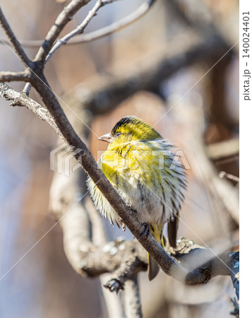 Eurasian siskin male, latin name spinus spinus, sitting on branch of tree. Cute little yellow songbird. 140024401