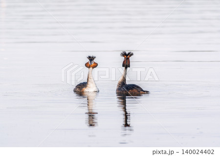 Mating games of two water birds Great Crested Grebes. Two waterfowl birds Great Crested Grebes swim in the lake with heart shaped silhouette Mating games of two water birds Great Crested Grebes. Two waterfowl birds Great Crested Grebes swim in the lake with heart shaped silhouette 140024402