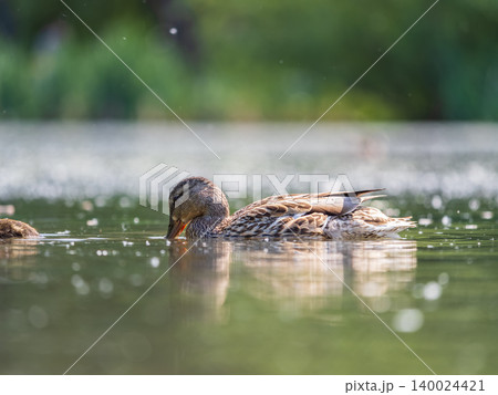 Mallard female Duck swims in the pond in the rain. Mallard female Duck swims in the pond in the rain. 140024421