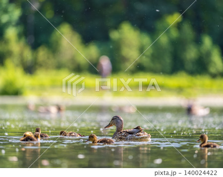 A family of ducks, a duck and its little ducklings are swimming in the water. The duck takes care of its newborn ducklings. Mallard, lat. Anas platyrhynchos 140024422
