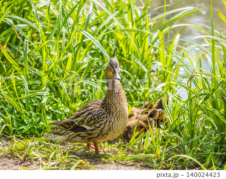 Adult duck with many ducklings sits on green shore of pond Adult duck with many ducklings sits on green shore of pond 140024423