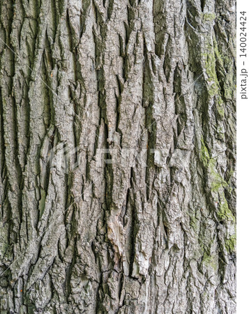 Poplar tree bark with wooden texture nature background 140024424