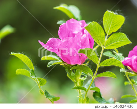 Blooming rosehip flower, beautiful pink flower on a bush branch. Beautiful natural background of blooming greenery. 140024430